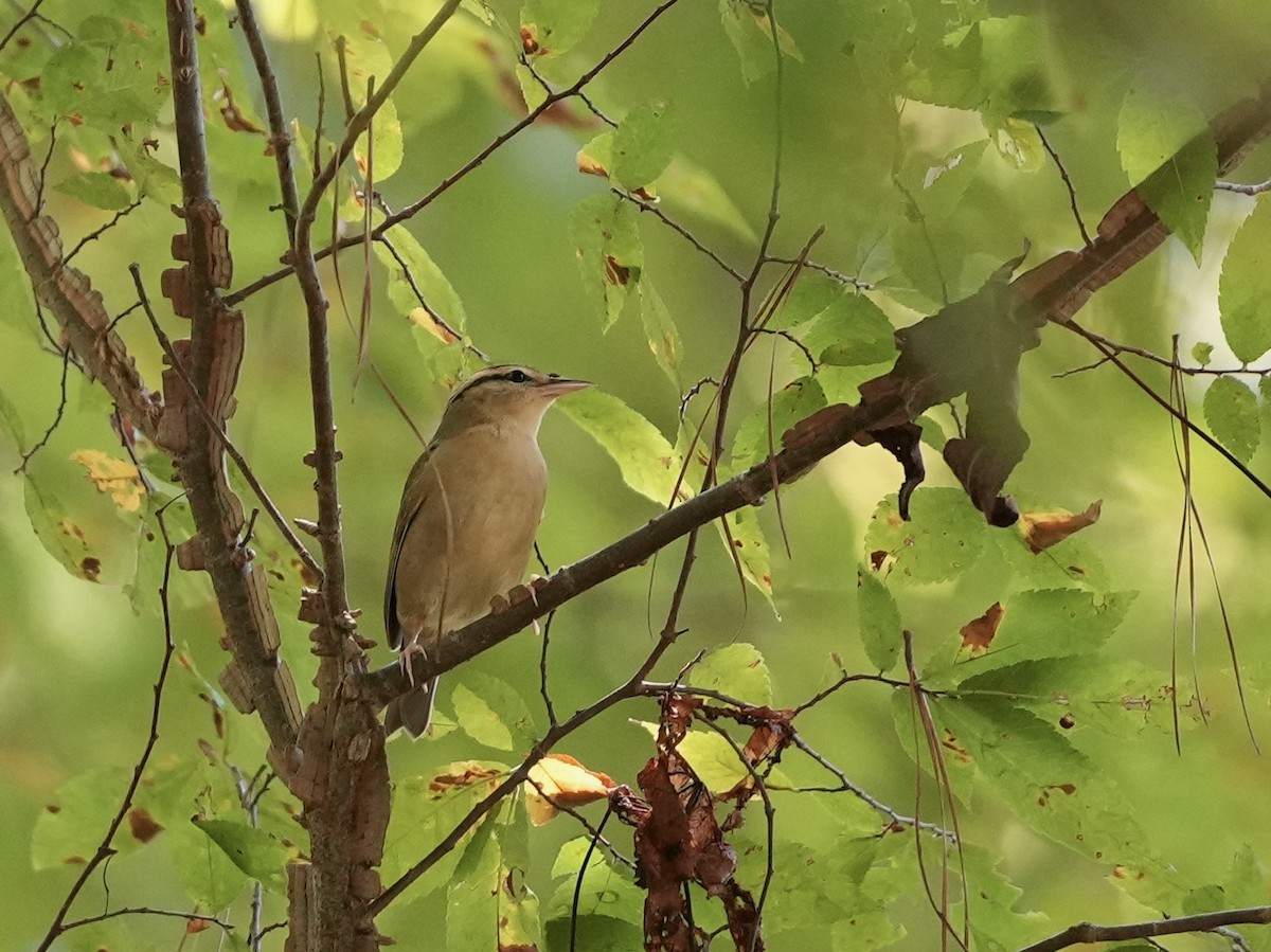 Worm-eating Warbler - ML623573644
