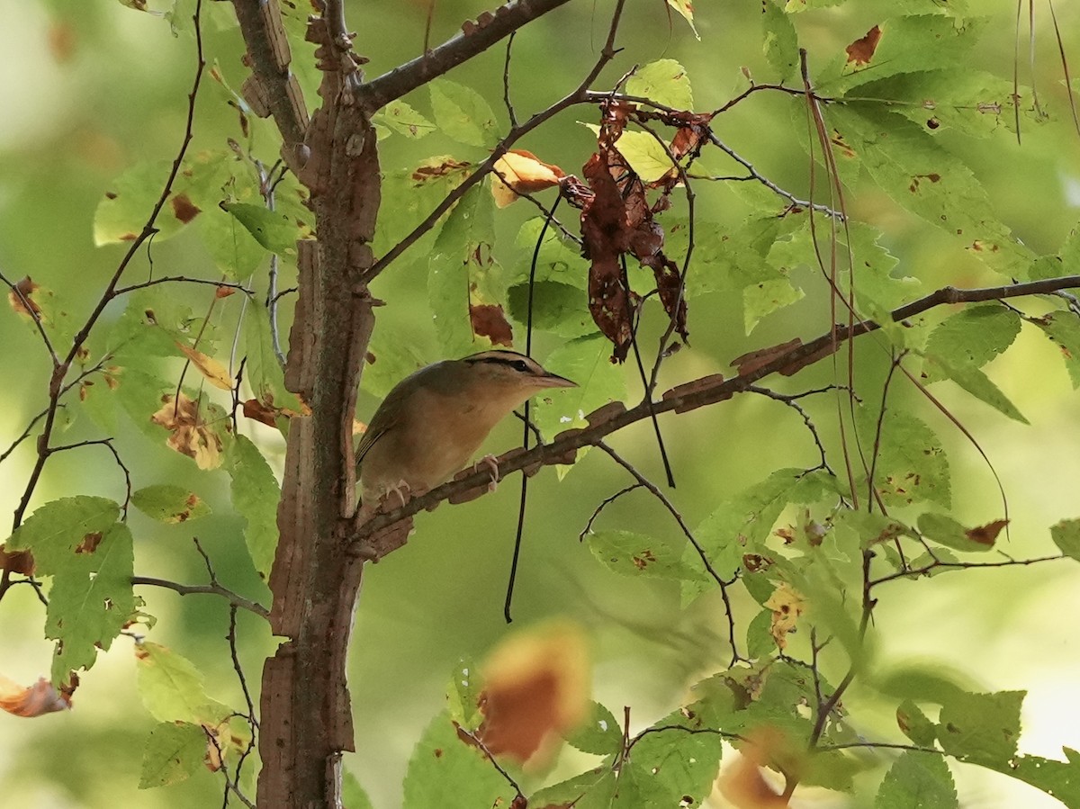 Worm-eating Warbler - ML623573645