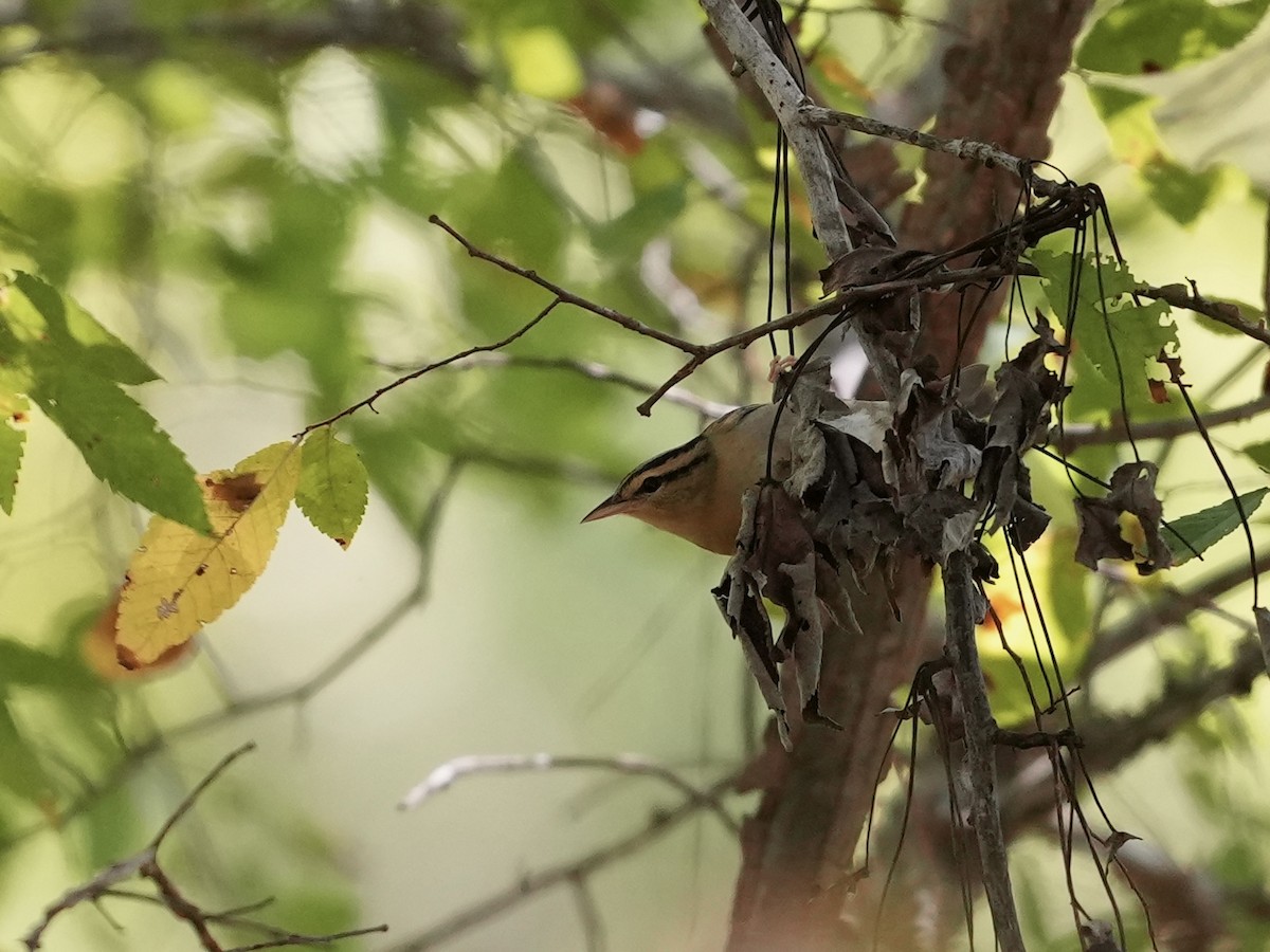 Worm-eating Warbler - ML623573646