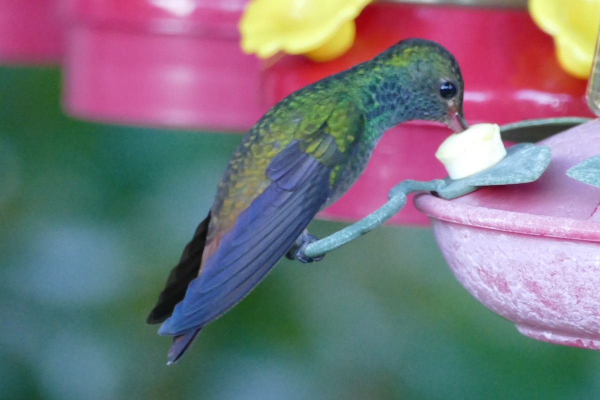 Rufous-tailed Hummingbird - ML623573647