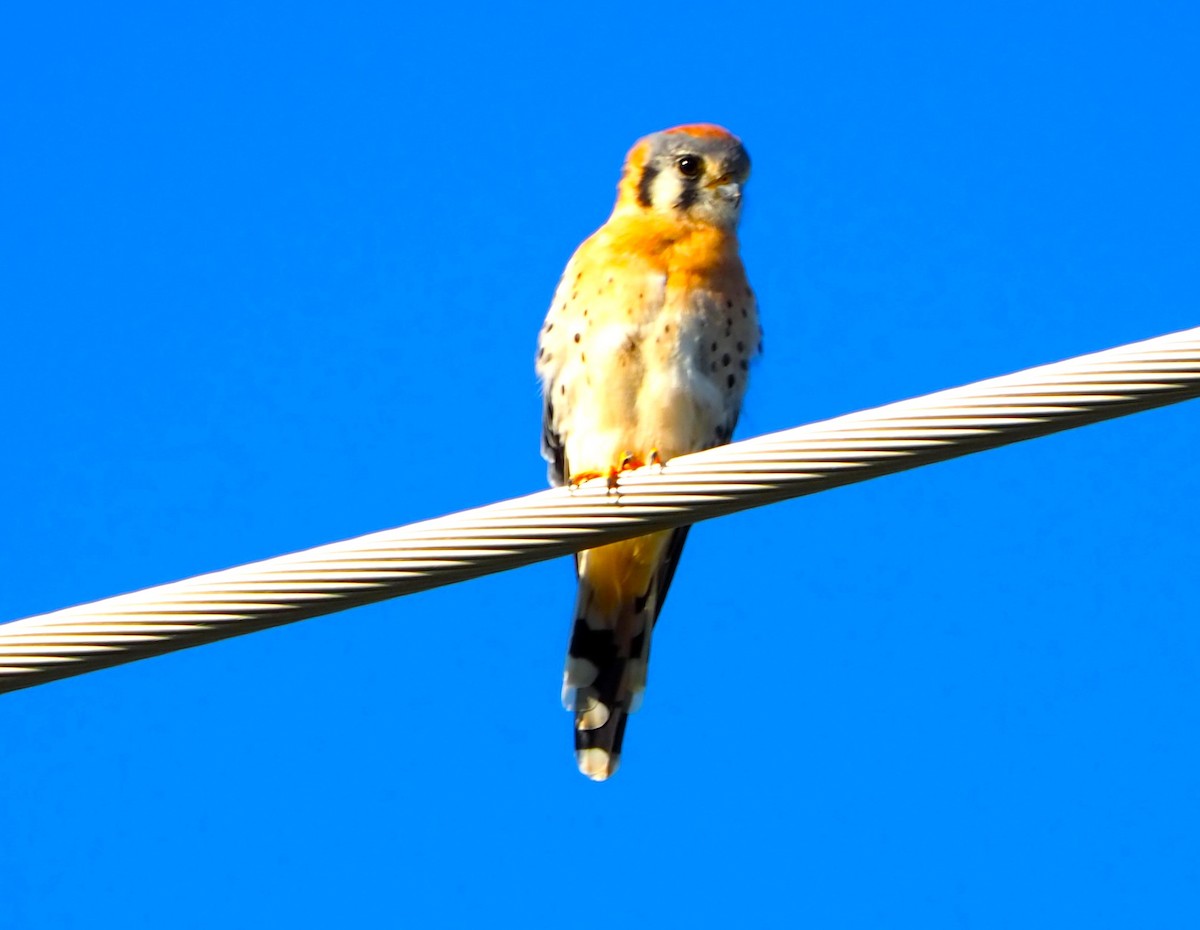 American Kestrel - ML623573650