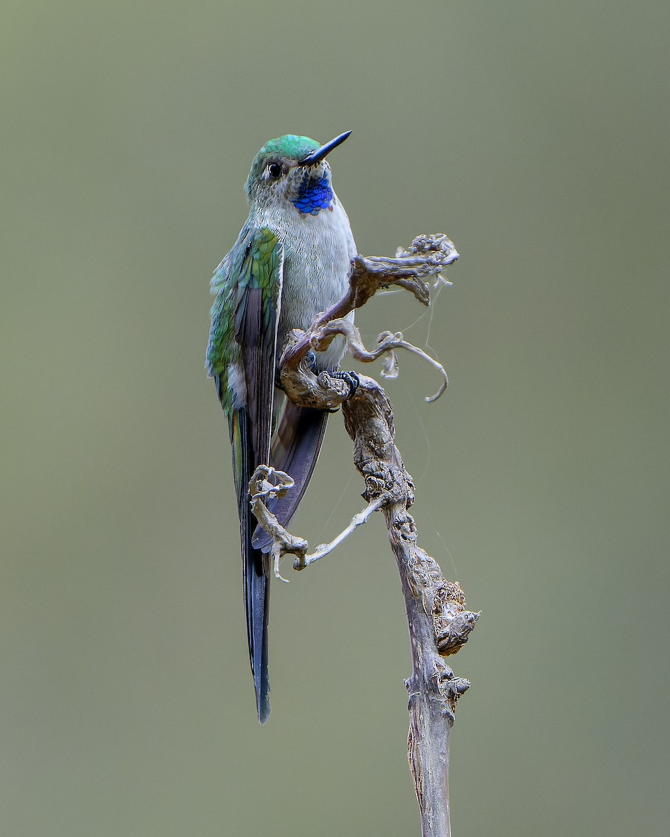 gråbukkolibri - ML623573678