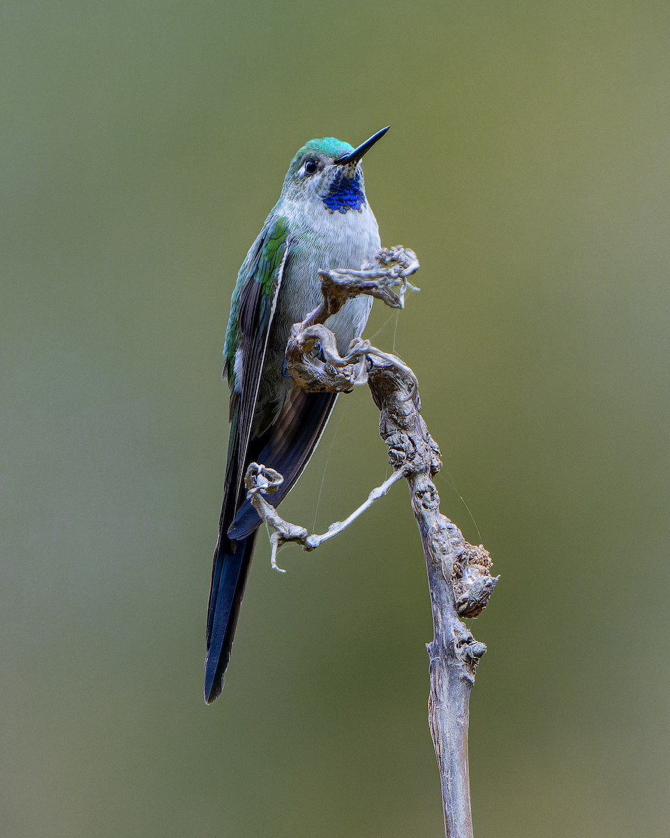 gråbukkolibri - ML623573679