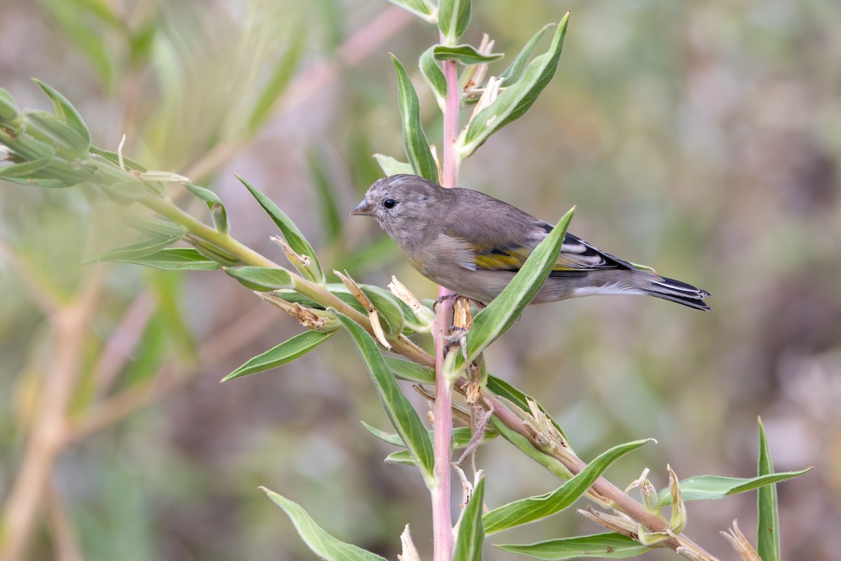 Lawrence's Goldfinch - Lucas Bobay