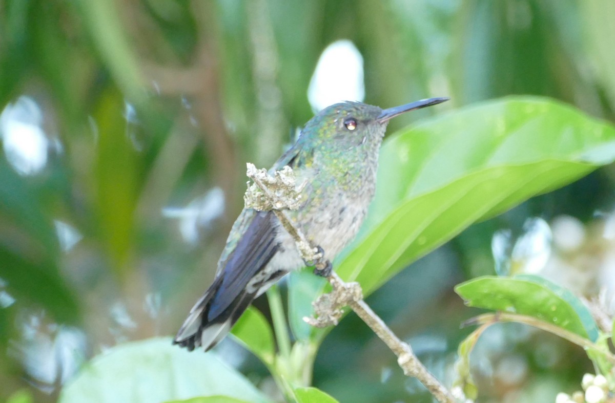 Scaly-breasted Hummingbird - ML623573695