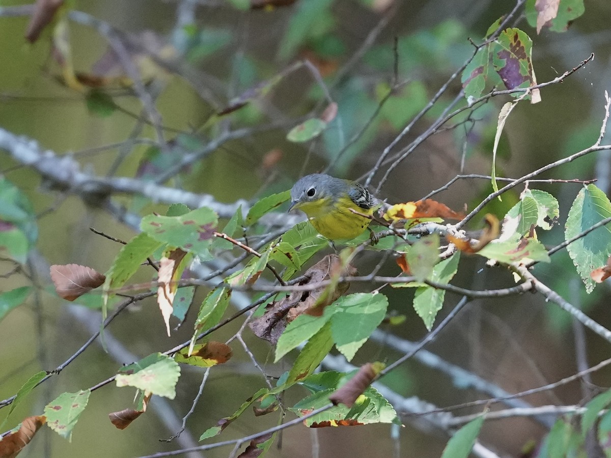 Magnolia Warbler - ML623573709