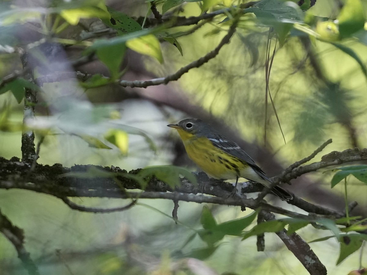 Magnolia Warbler - Melanie Crawford