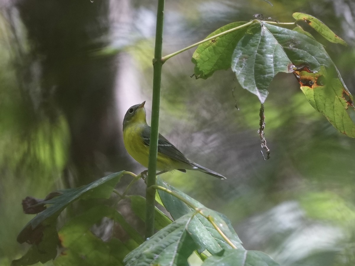 Magnolia Warbler - ML623573712