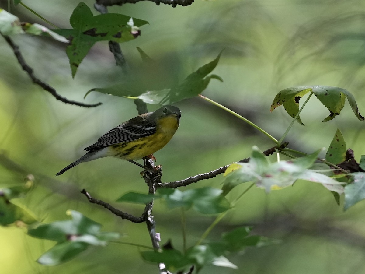 Magnolia Warbler - Melanie Crawford