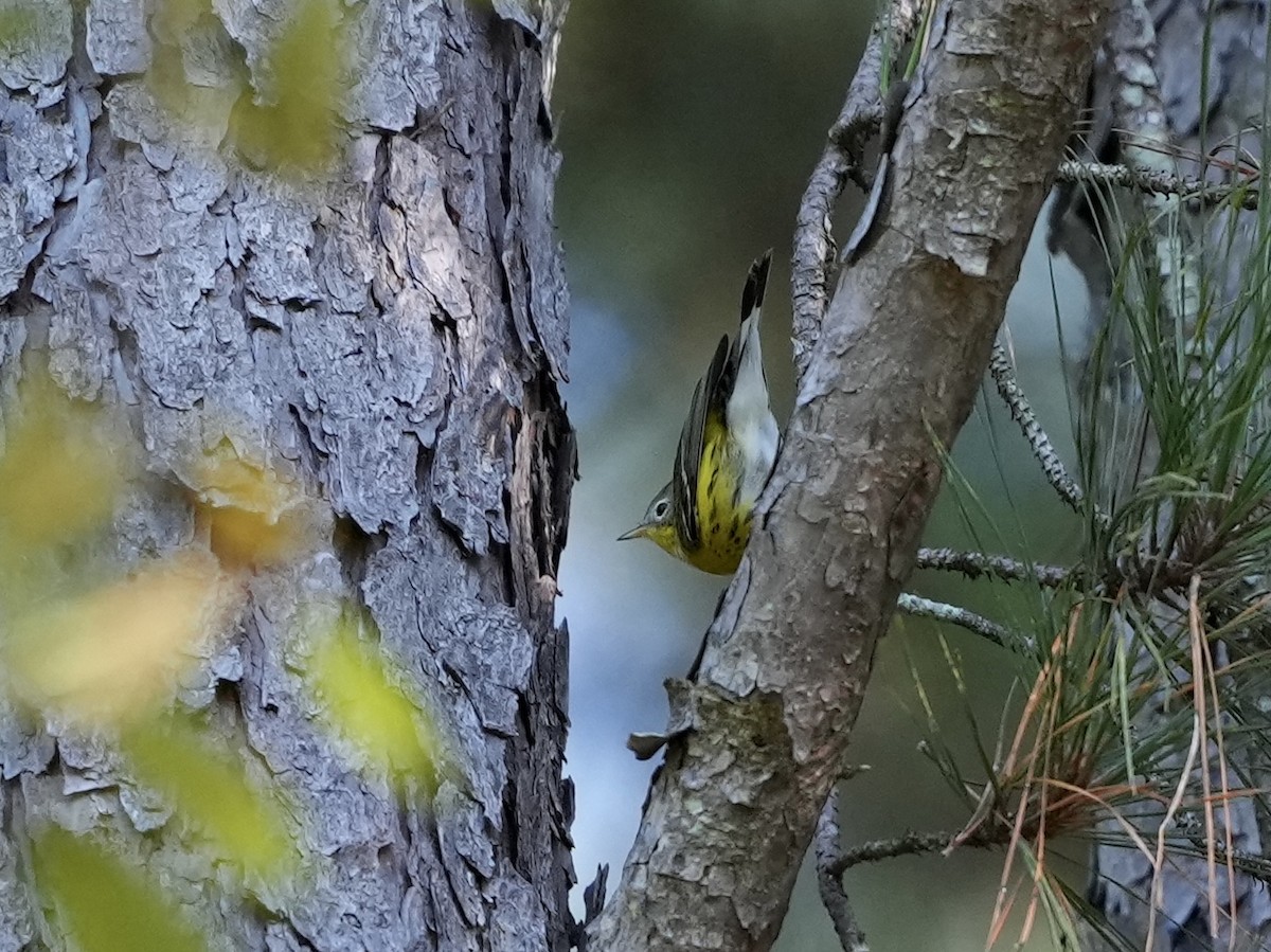 Magnolia Warbler - ML623573714