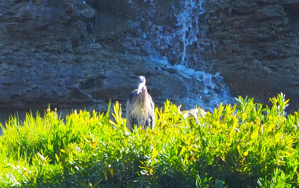 Great Blue Heron - ML623573723