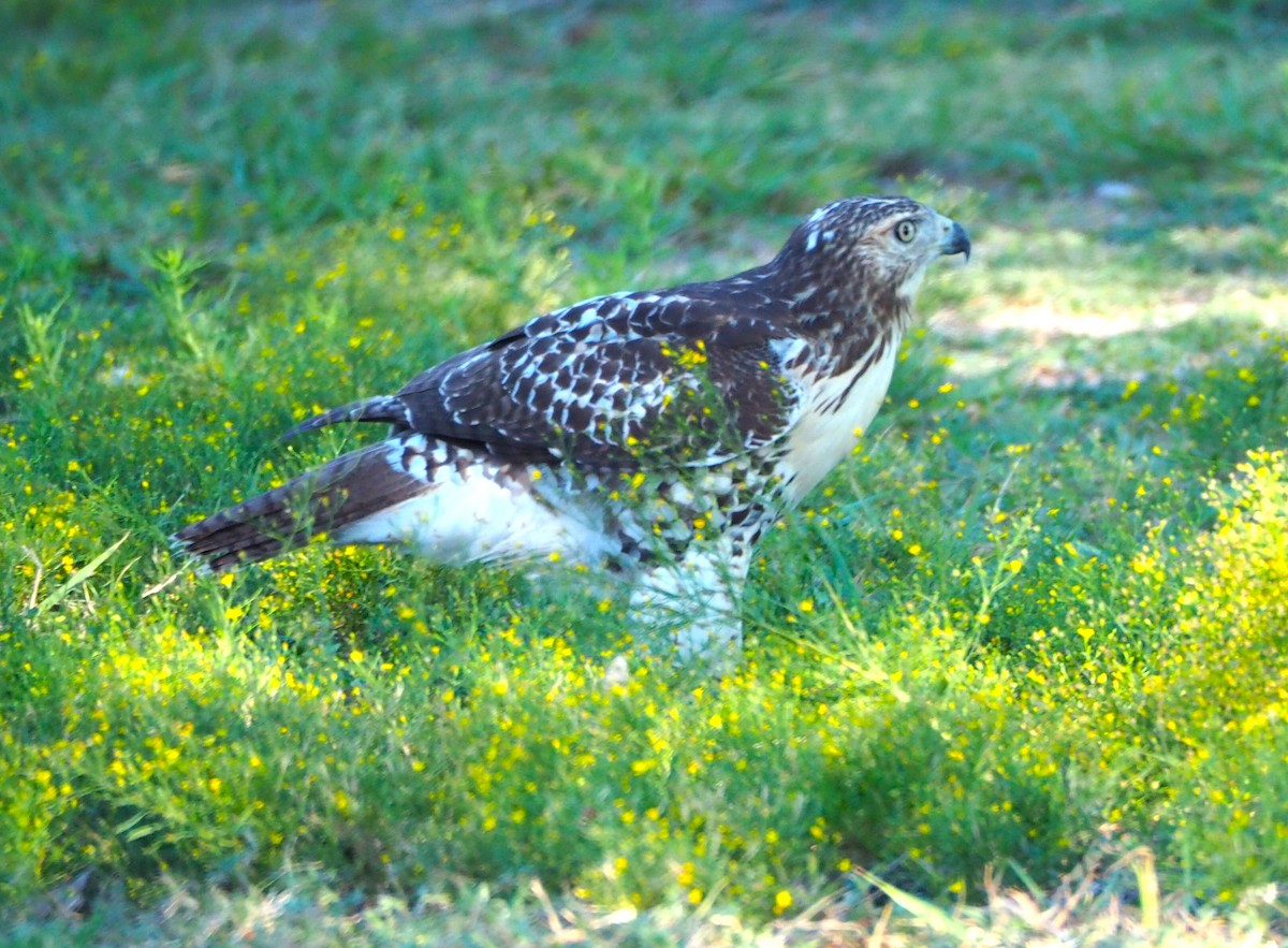 Red-tailed Hawk - Jeff Blair