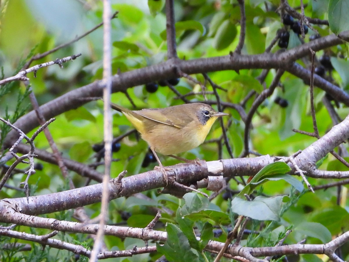 Common Yellowthroat - ML623573733