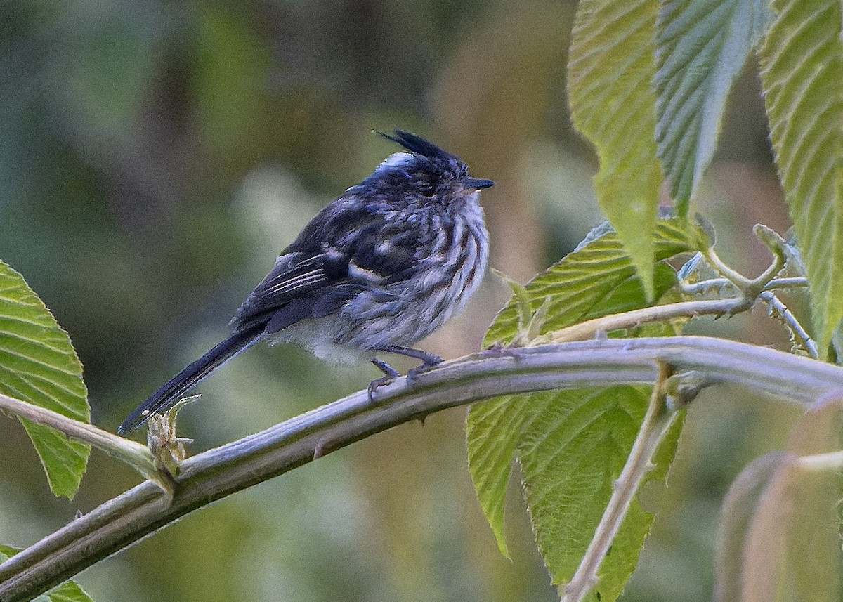 Black-crested Tit-Tyrant - ML623573748