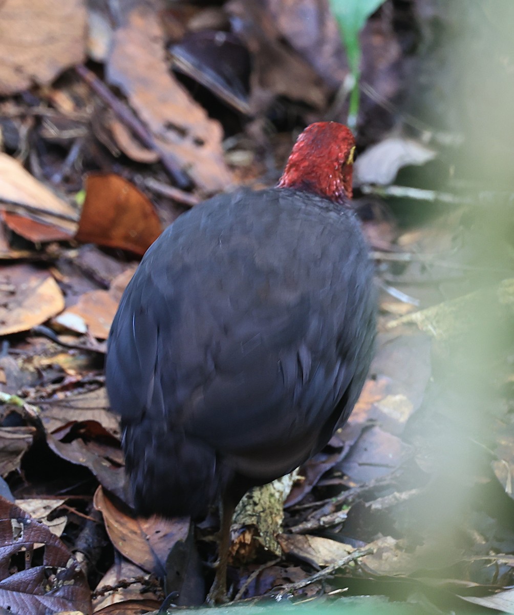 Crimson-headed Partridge - ML623573779