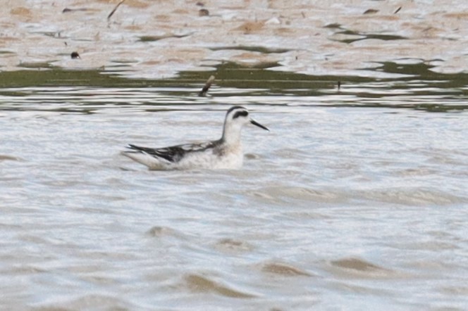 Phalarope à bec étroit - ML623573821