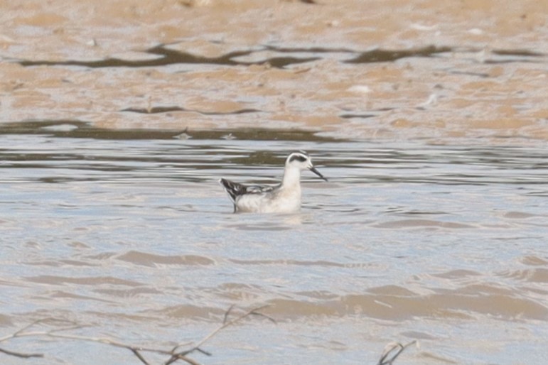 Red-necked Phalarope - ML623573865