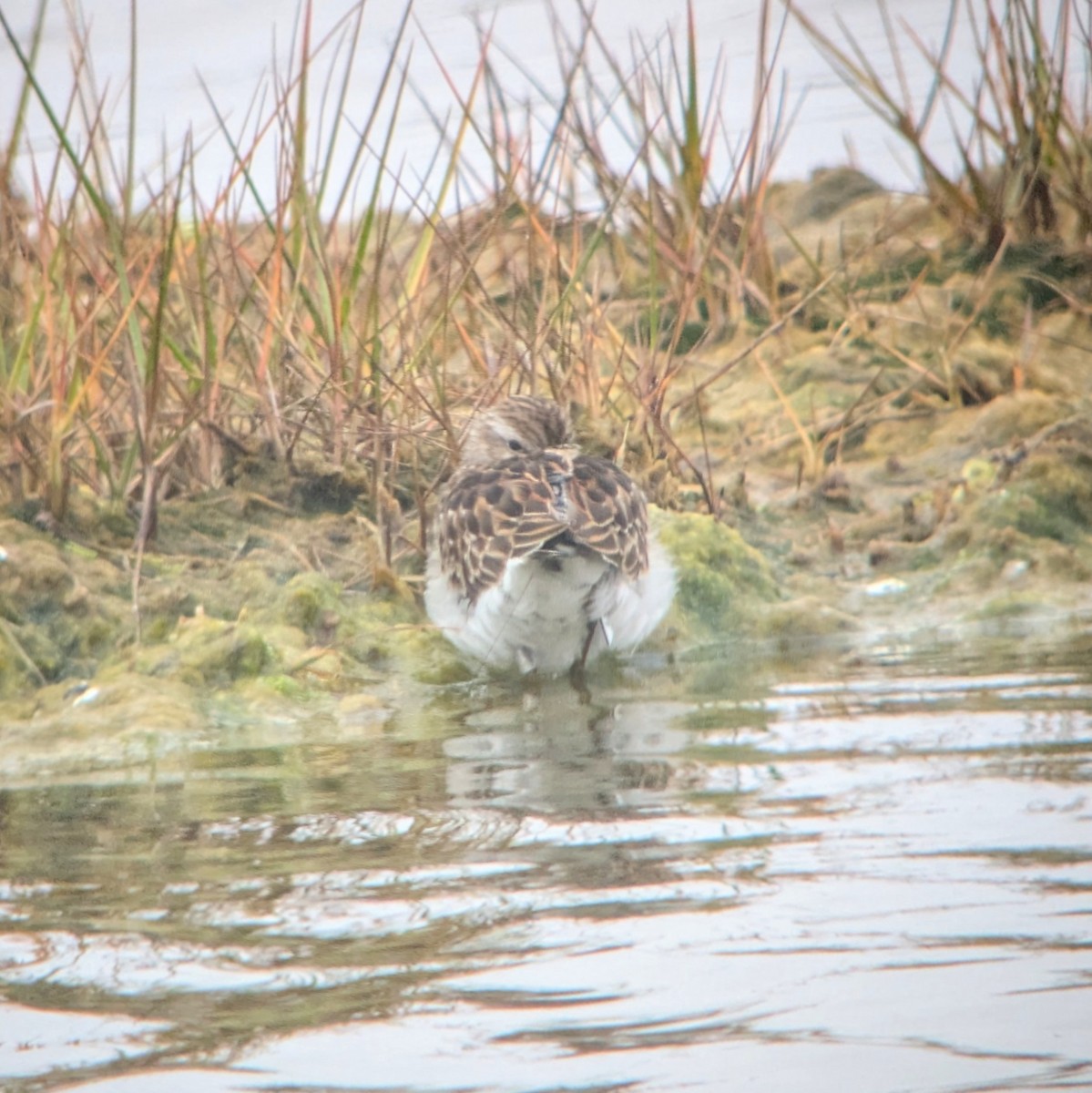 Least Sandpiper - ML623573885