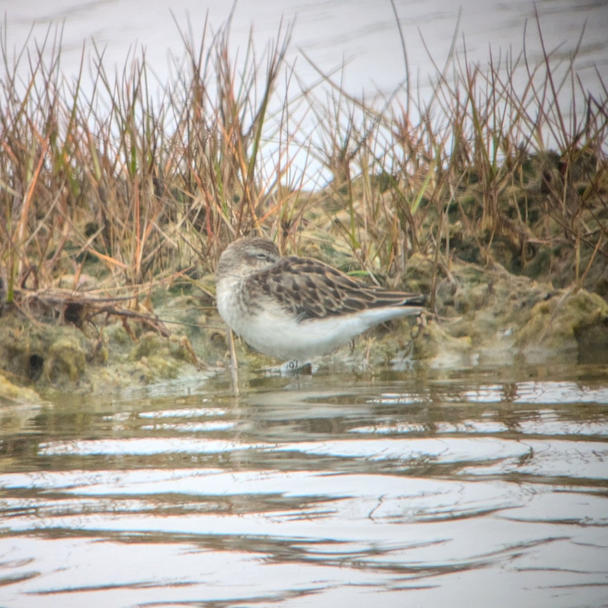 Least Sandpiper - ML623573886