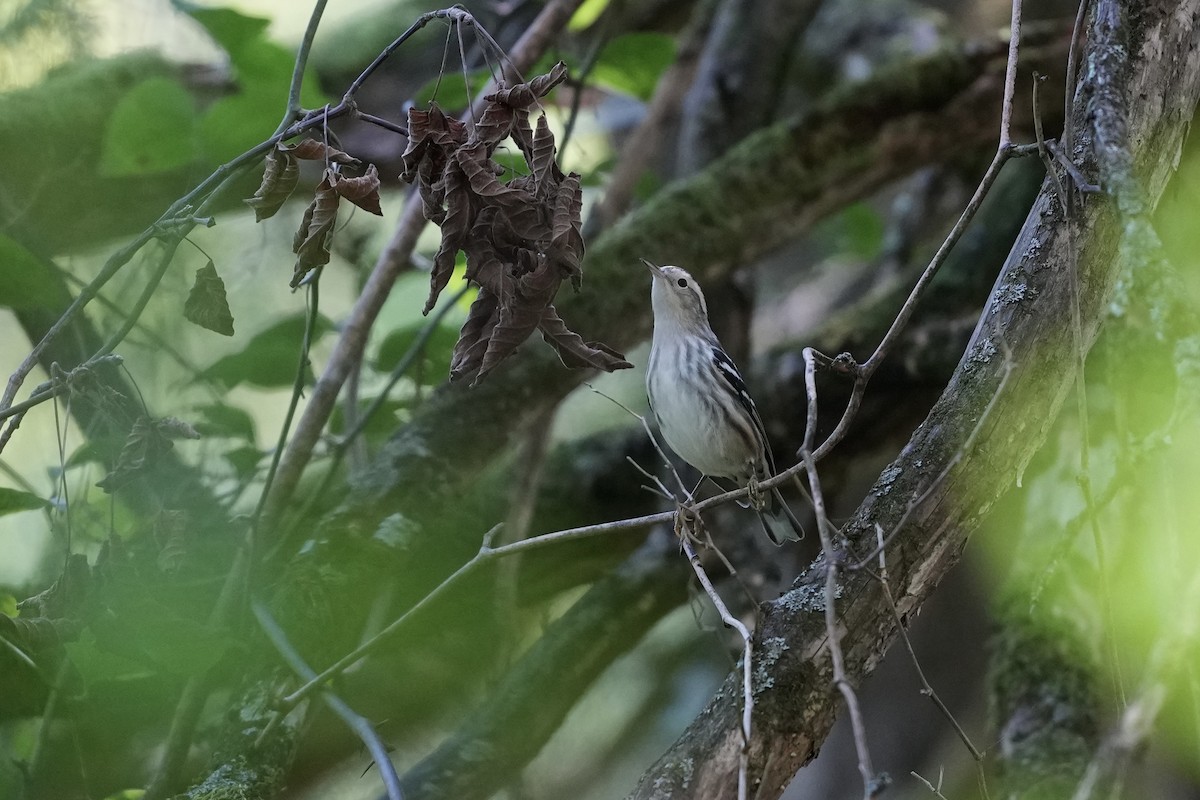 Black-and-white Warbler - ML623573902