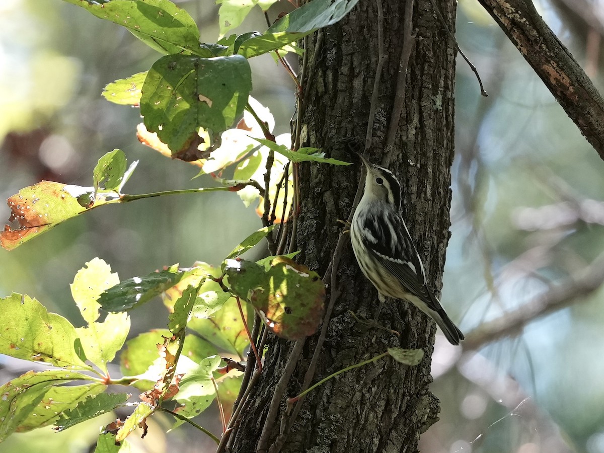 Black-and-white Warbler - ML623573903