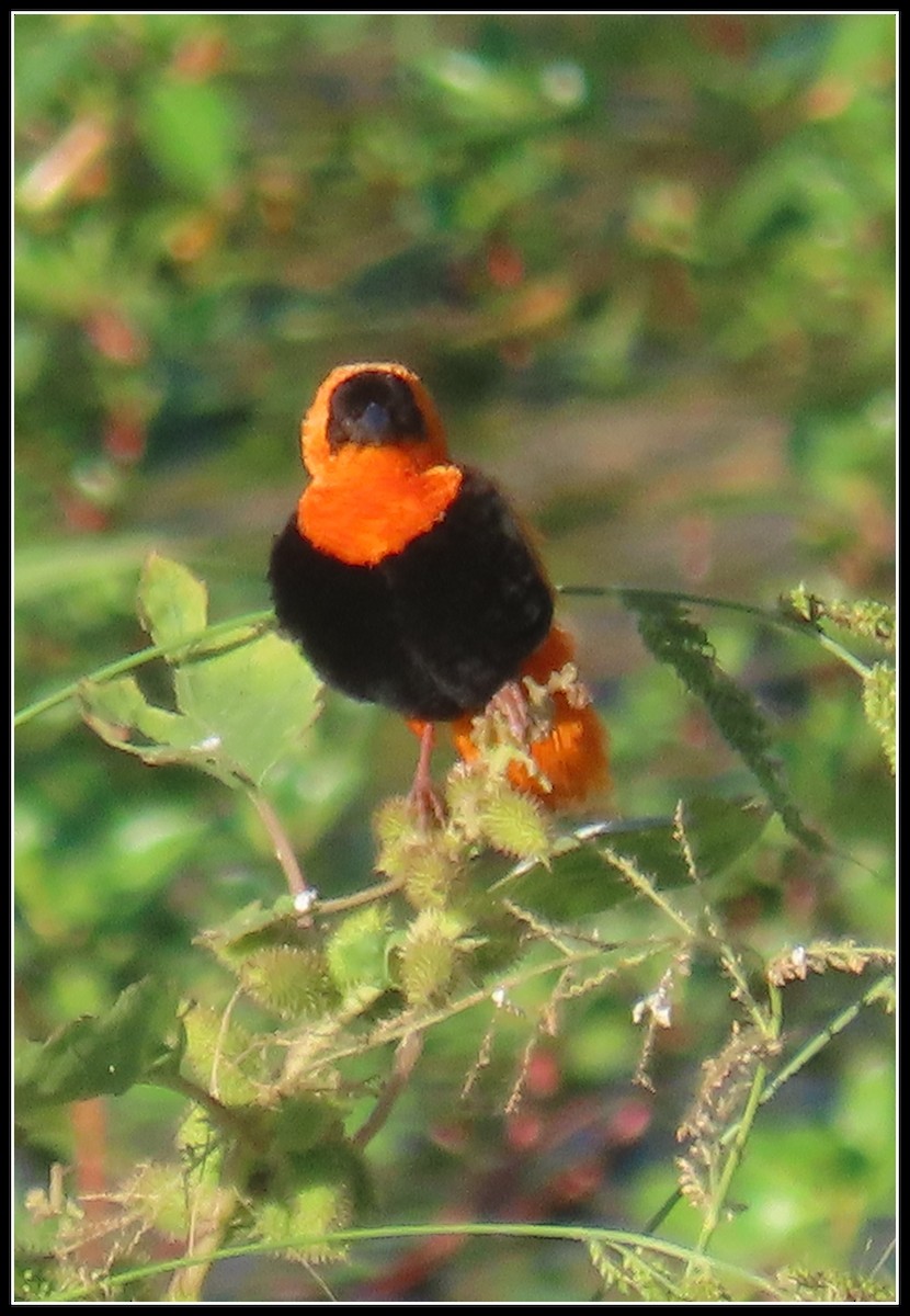 Vescovo arancio - ML623573913