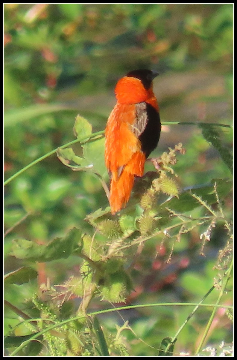 Northern Red Bishop - Peter Gordon