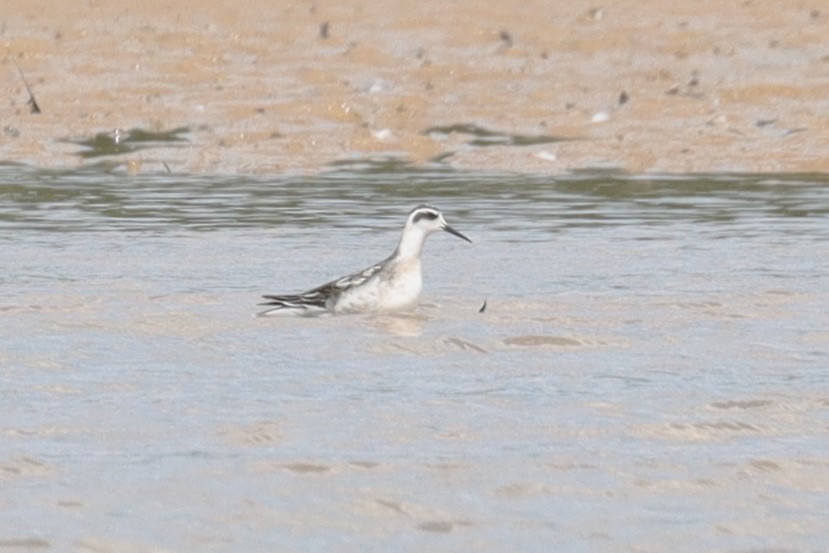 Phalarope à bec étroit - ML623573958