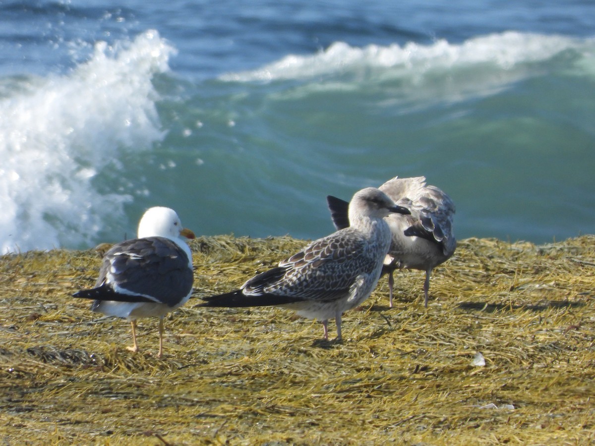 Lesser Black-backed Gull - ML623573967