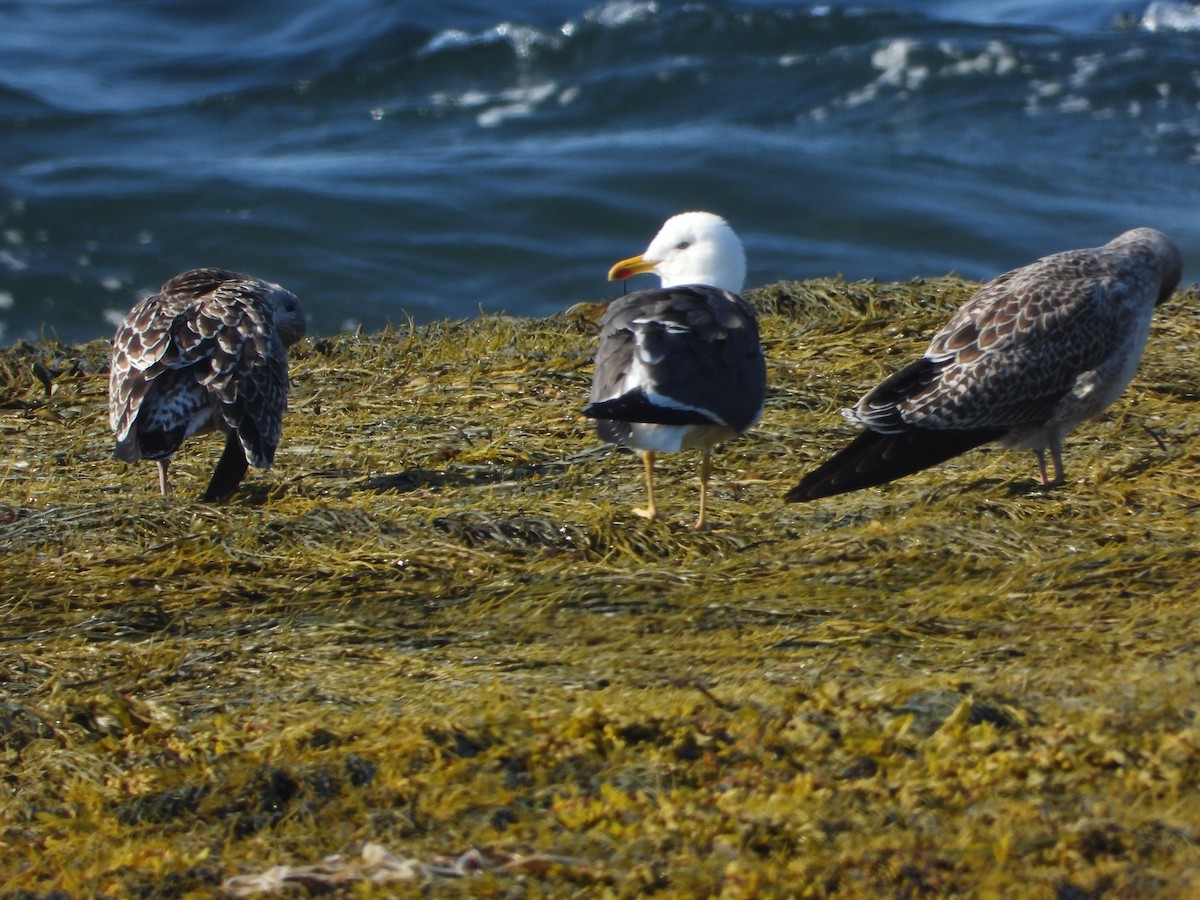 Lesser Black-backed Gull - ML623573976