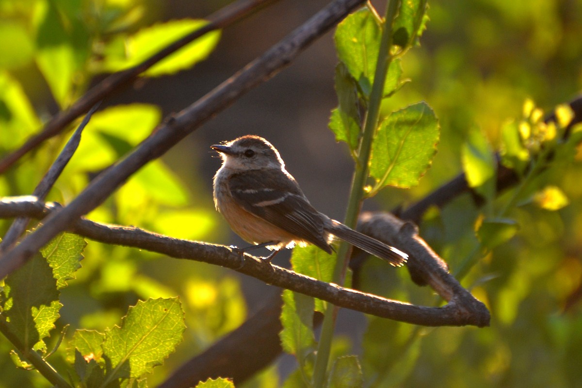 Rufescent Flycatcher - ML623573980