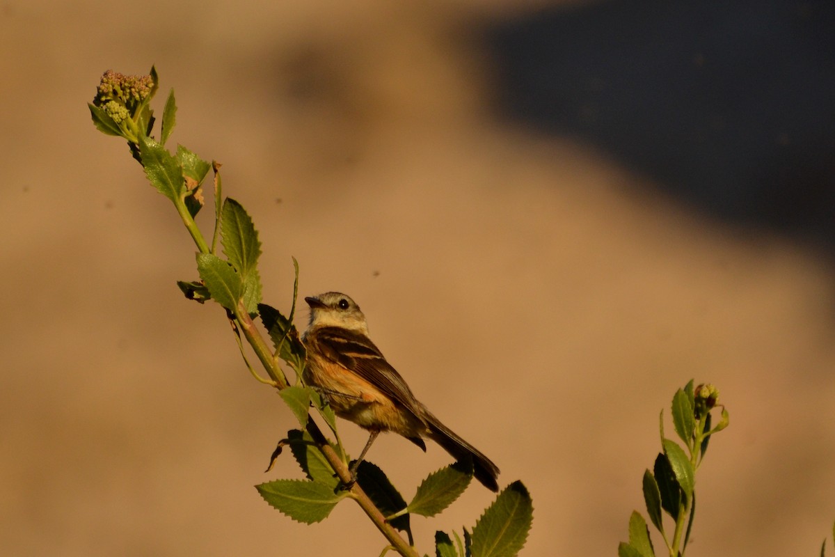 Rufescent Flycatcher - ML623573981