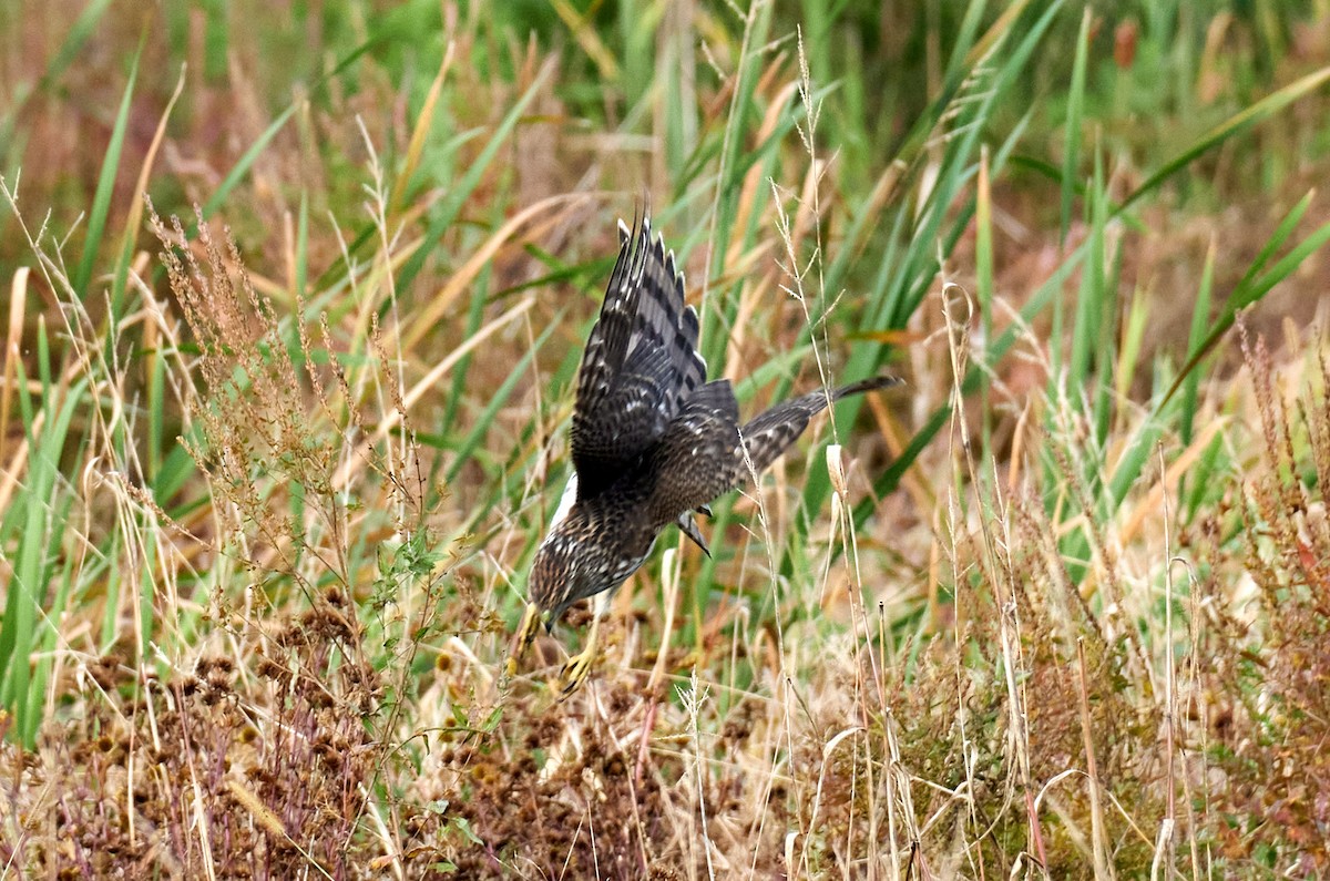 Cooper's Hawk - ML623573992