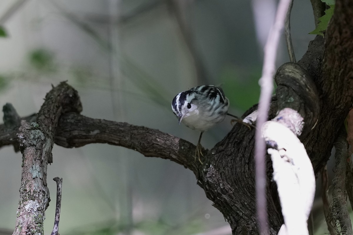 Black-and-white Warbler - ML623574013