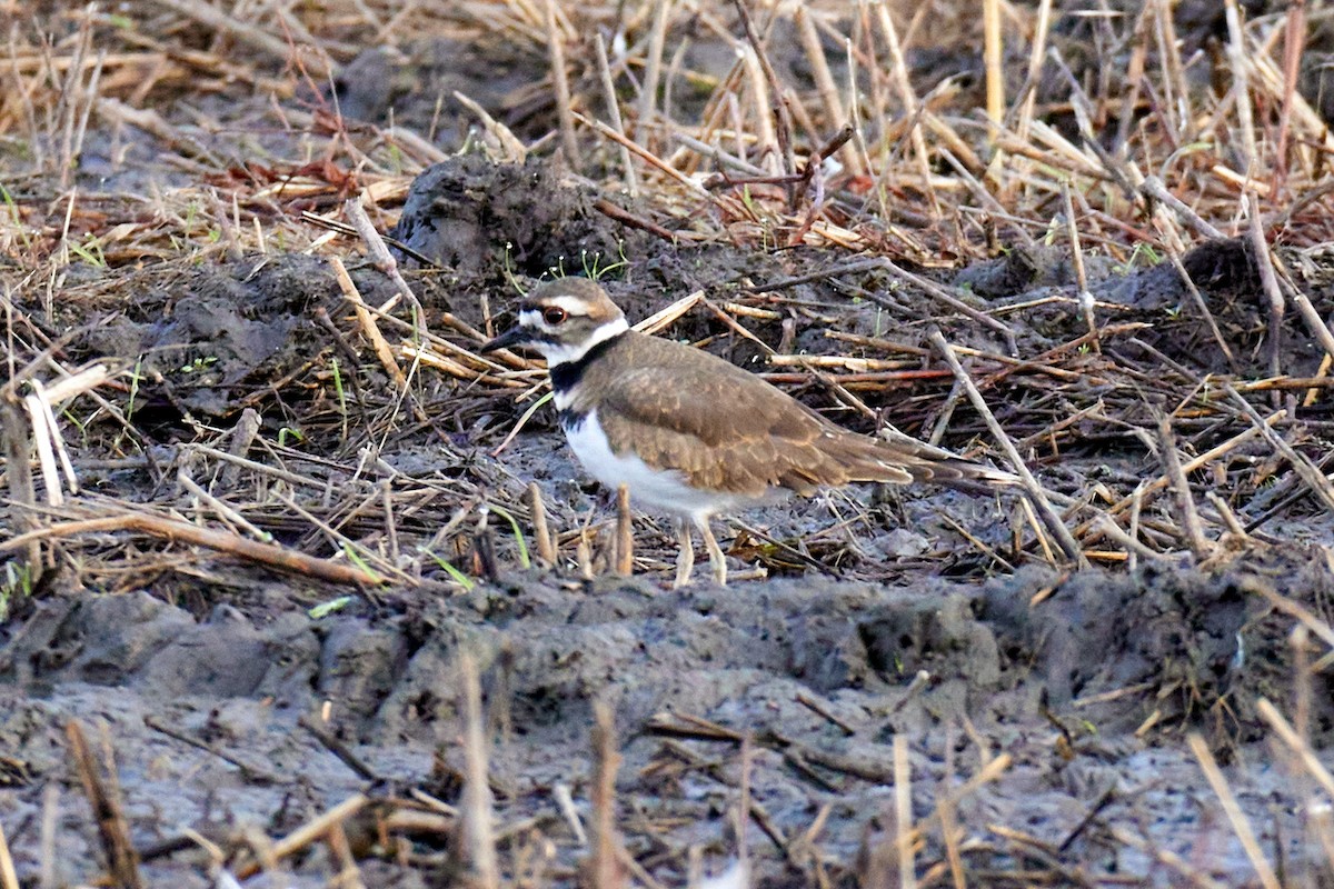 Killdeer - ML623574055