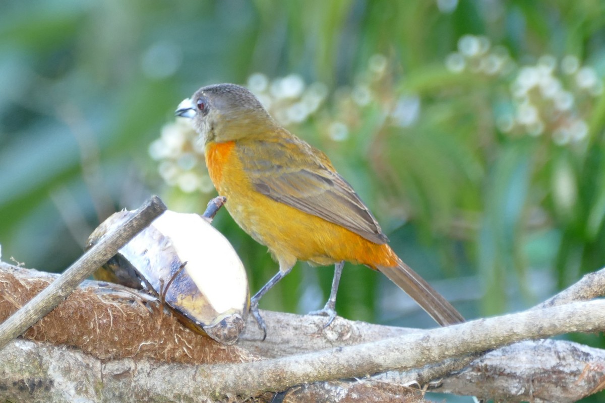 Scarlet-rumped Tanager - ML623574072