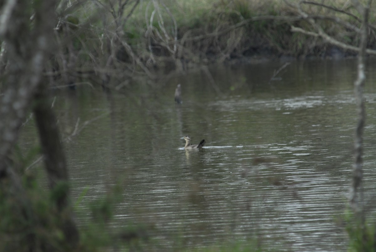 Masked Duck - ML623574112