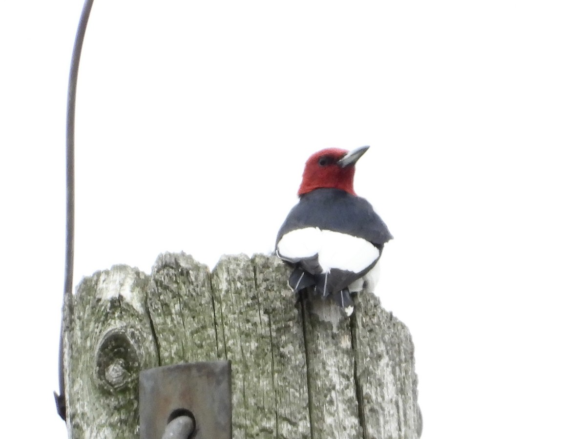 Red-headed Woodpecker - ML623574128