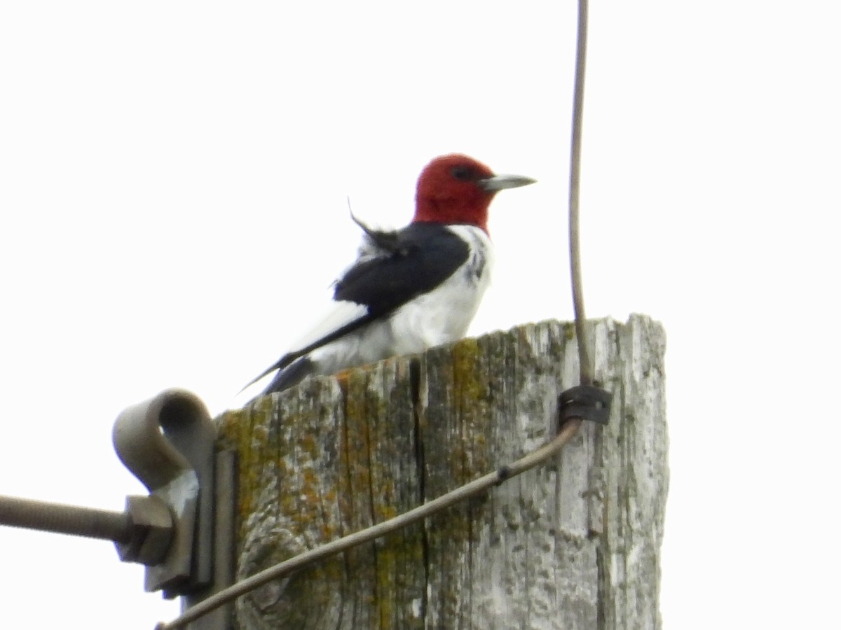 Red-headed Woodpecker - ML623574129