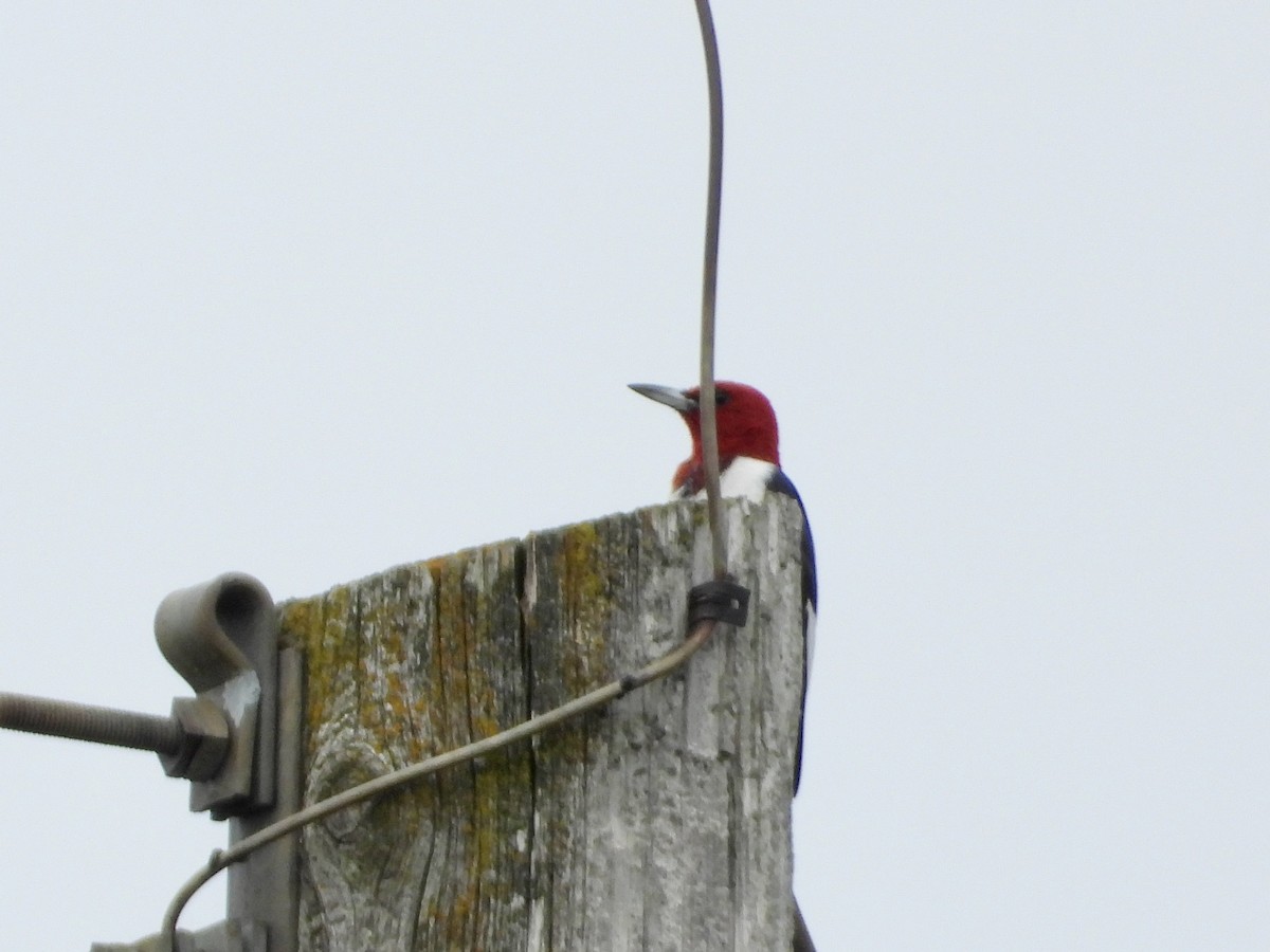 Red-headed Woodpecker - ML623574130