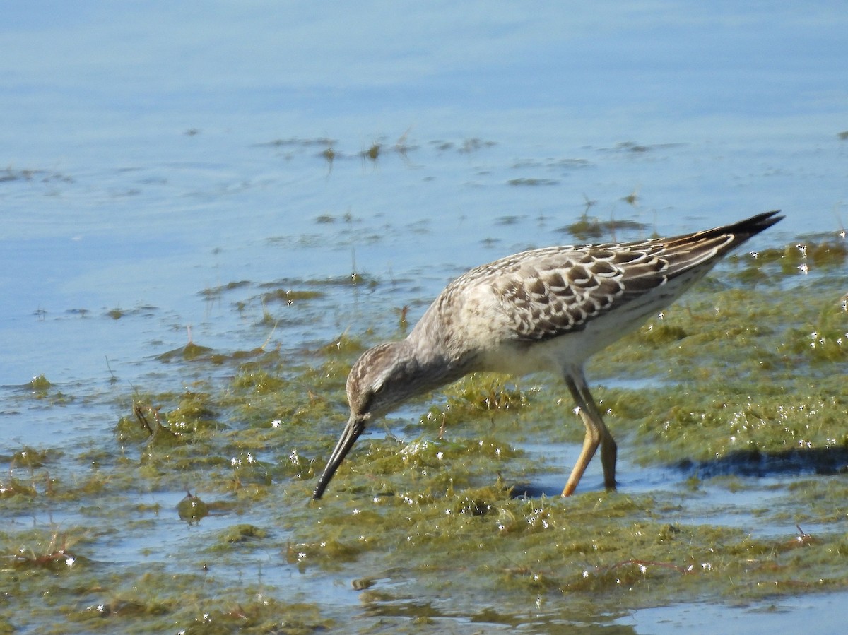 Stilt Sandpiper - ML623574133