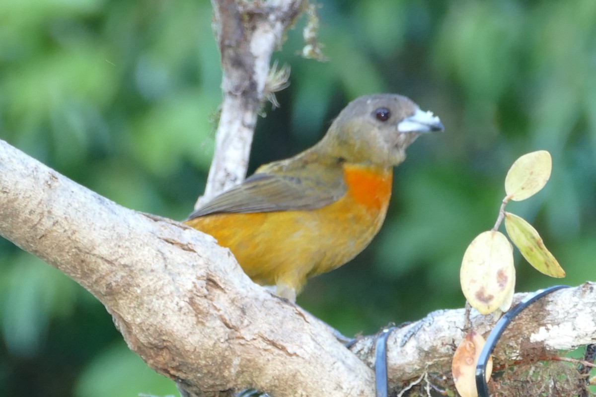 Scarlet-rumped Tanager - ML623574142