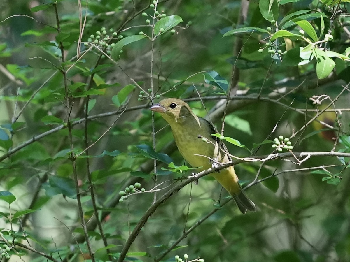 Scarlet Tanager - ML623574150