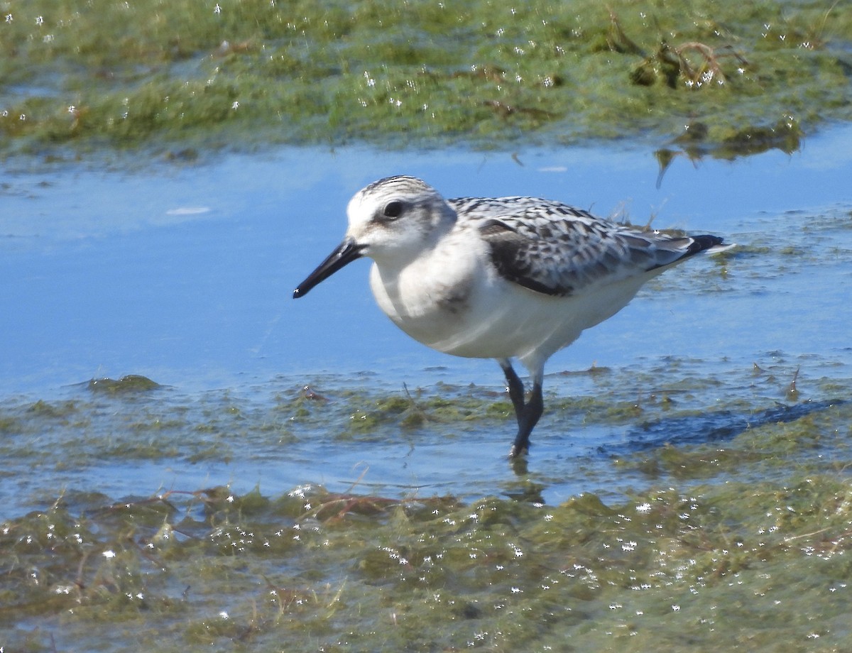 Sanderling - ML623574167