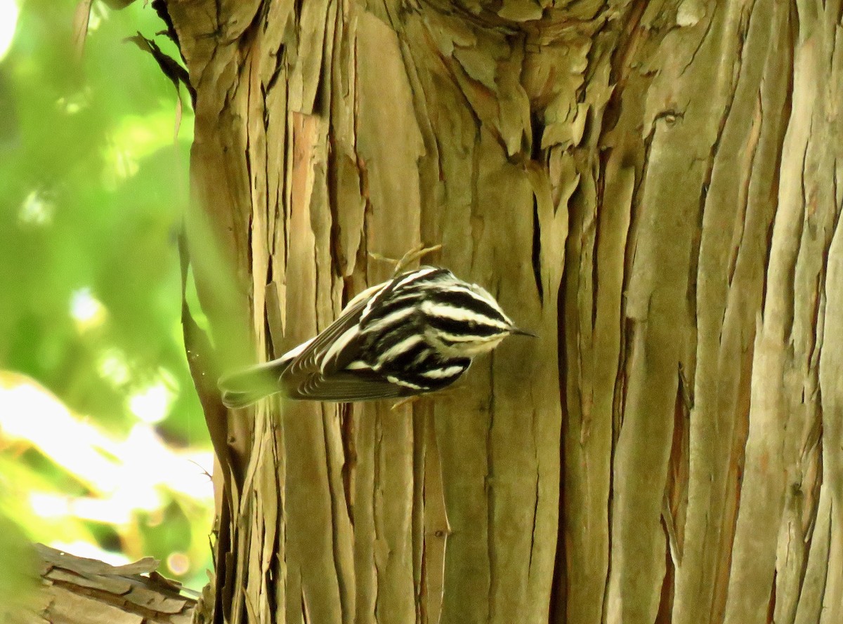 Black-and-white Warbler - ML623574177