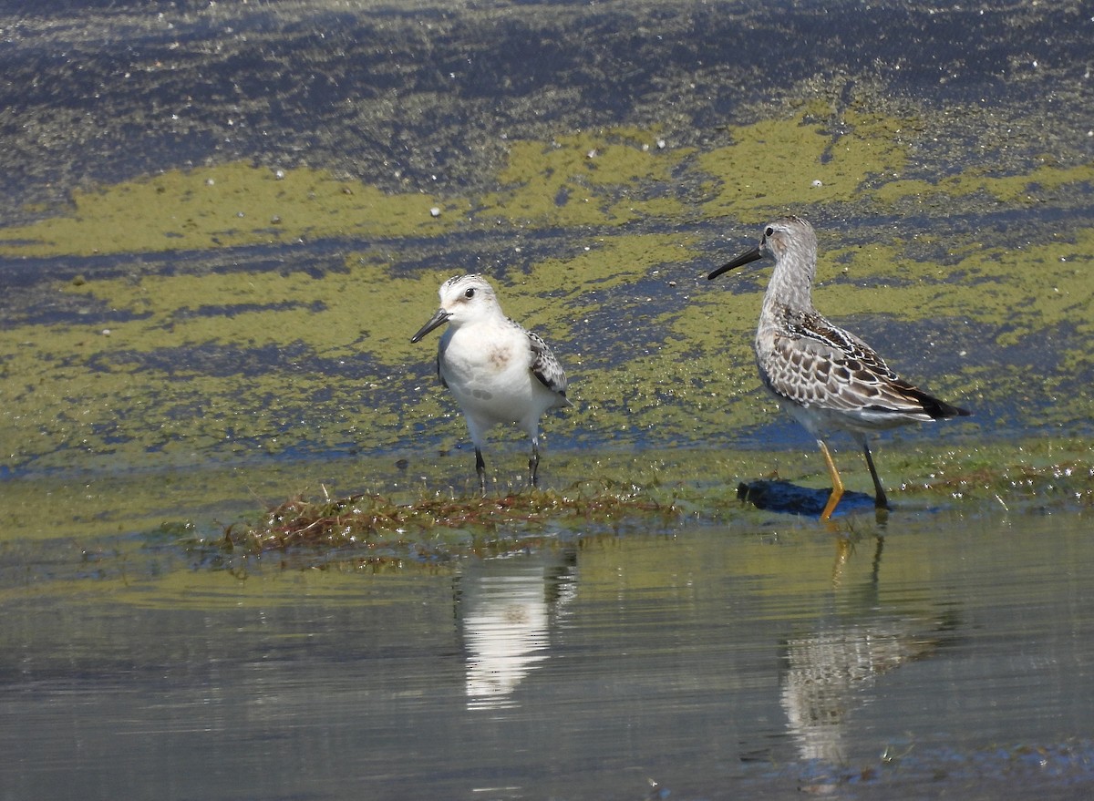 Sanderling - ML623574185