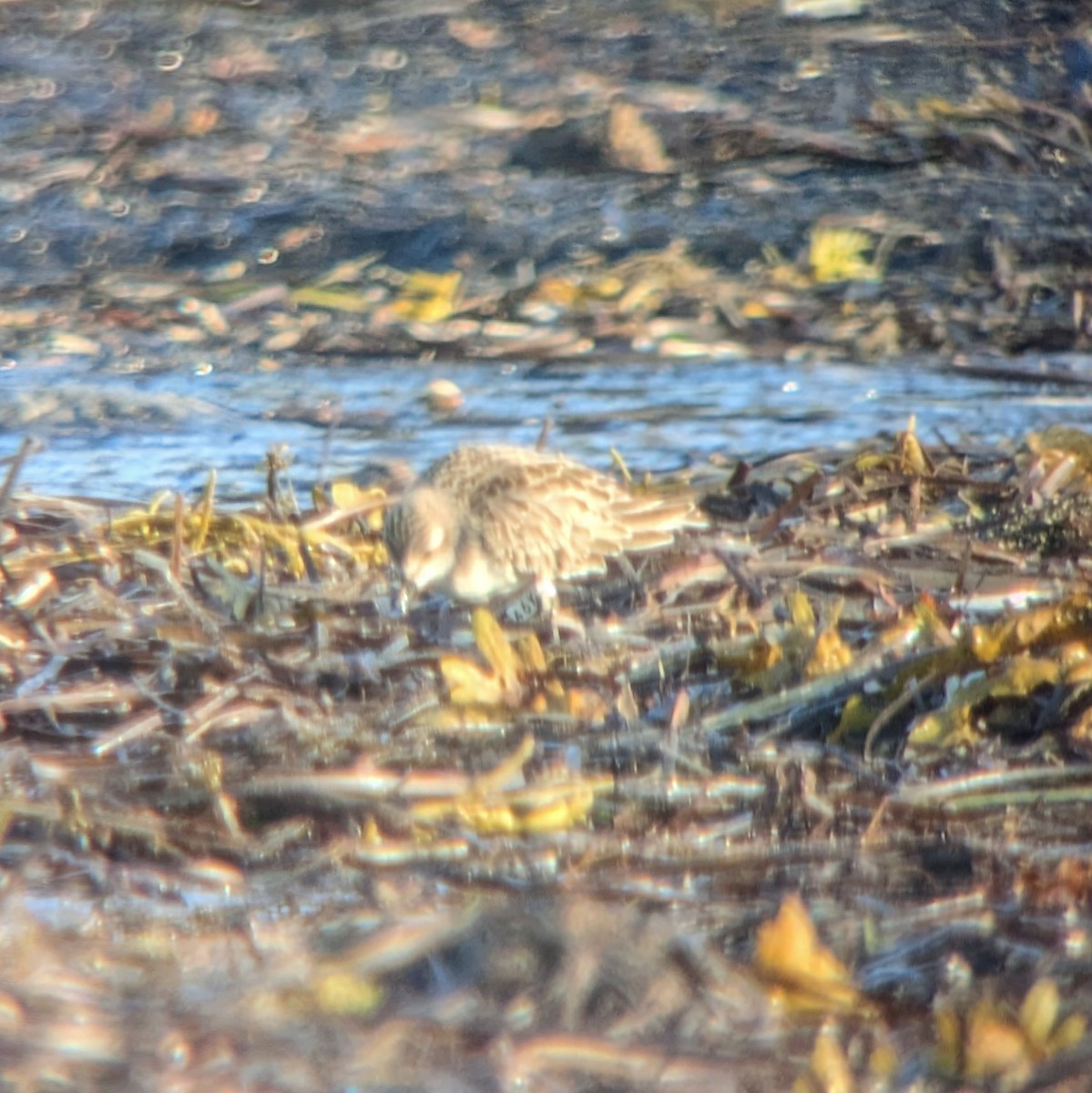 Semipalmated Sandpiper - Kathleen MacAulay