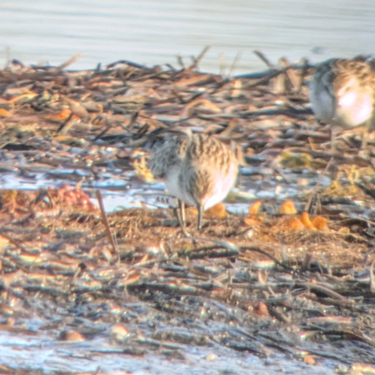 Semipalmated Sandpiper - ML623574188