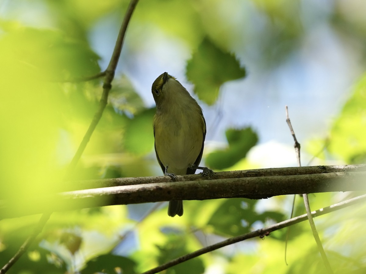 White-eyed Vireo - ML623574204