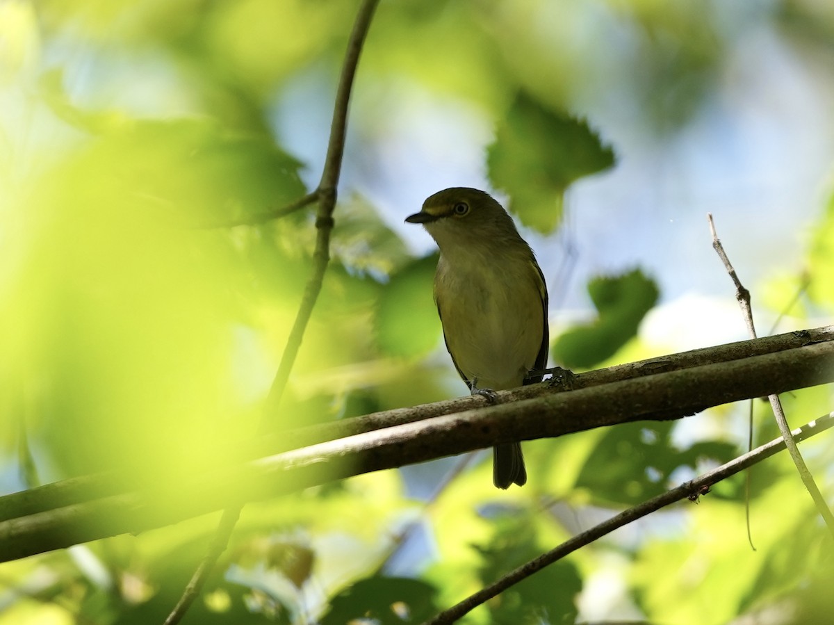 White-eyed Vireo - ML623574205